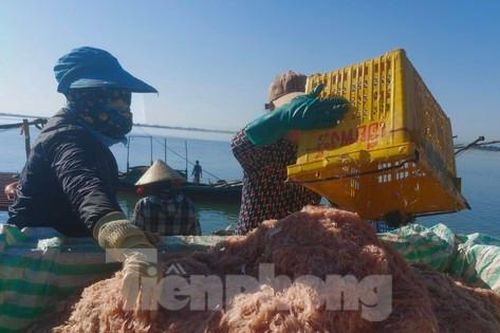 Ngư dân Hà Tĩnh trúng đậm ruốc biển những ngày cận Tết