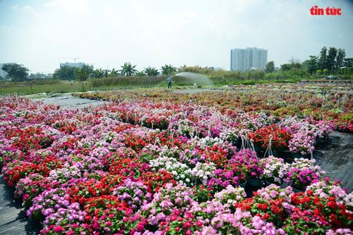 TP Hồ Chí Minh: Rực rỡ sắc hoa những ngày cận Tết