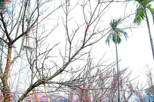 Cận cảnh những cành 'củi khô' được thét giá chục triệu trưng Tết