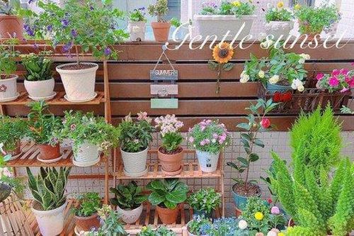 Khu vườn sân thượng khiến ai nhìn cũng mê