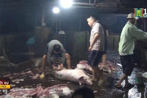 Tăng cường kiểm soát giết mổ động vật
