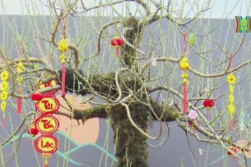 Thú chơi cây cảnh độc lạ của người Hà Nội