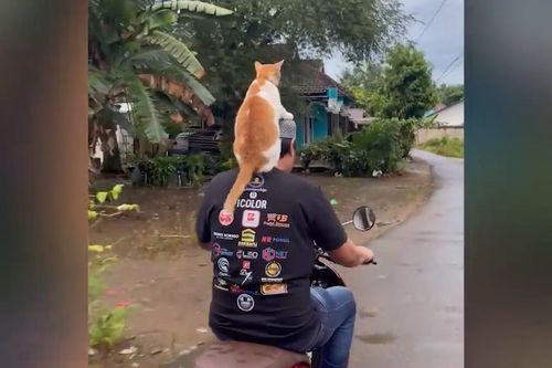 Mèo cưng 'đè đầu cưỡi cổ' chủ trên đường phố Indonesia
