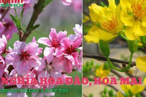 Ý nghĩa của hoa đào, hoa mai khi chưng Tết mà ít người biết tới