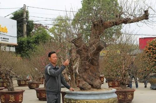 Ngắm những gốc đào giá gần 100 triệu ở Thanh Hóa