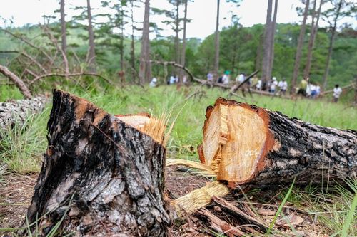 Giảm suy thoái tài nguyên rừng