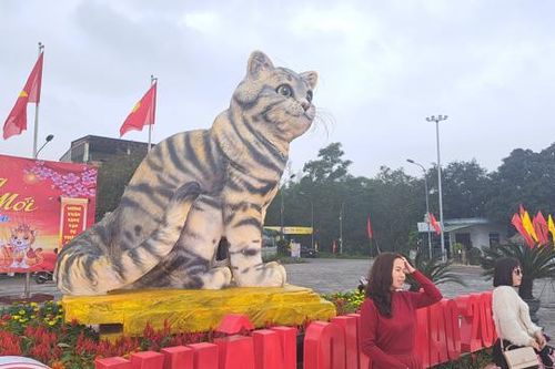Chiêm ngưỡng 'Mèo linh vật' Triệu Phong nổi tiếng trên mạng xã hội