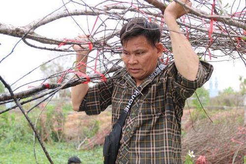 Đào rừng không kịp nở hoa để phục vụ người dân chơi Tết