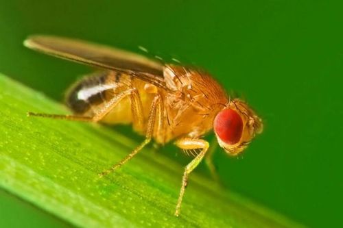 Độc lạ những động vật có vòng đời ngắn nhất hành tinh