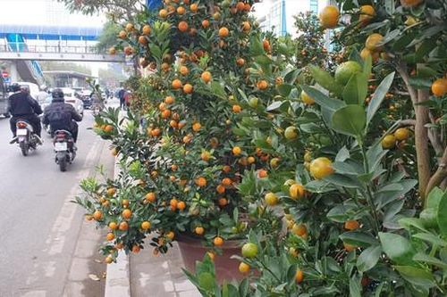 Hà Nội: Ai 'xẻ thịt' vỉa hè cho thuê bán hàng Tết?