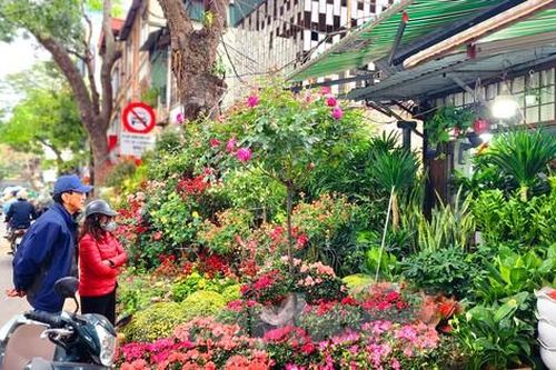 Hà Nội: Chợ hoa, cây cảnh Hoàng Hoa Thám rực rỡ hương xuân sắc Tết