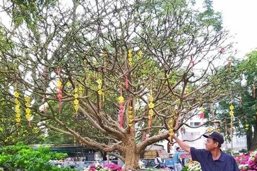 Hoa Tết TPHCM mỏi mòn đợi khách trưa 25 tháng Chạp