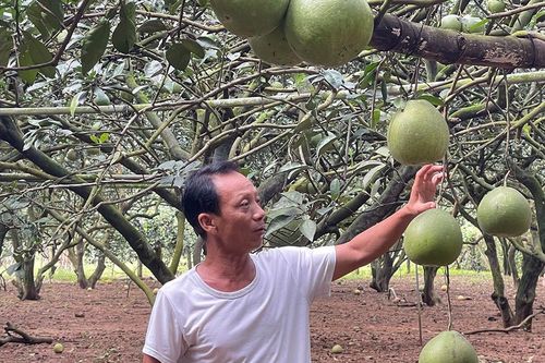 Bưởi Tân Triều rớt giá một nửa, nông dân bán sớm vẫn 'ế'