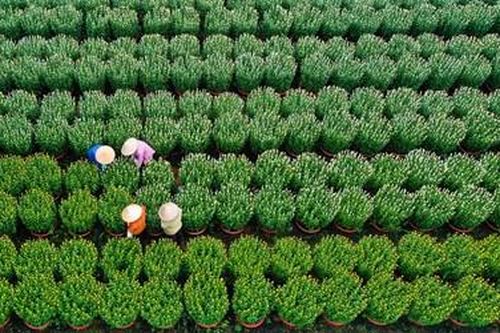 Vườn hoa Tết ven Quốc lộ 20 nhộn nhịp gom hoa xuất bán