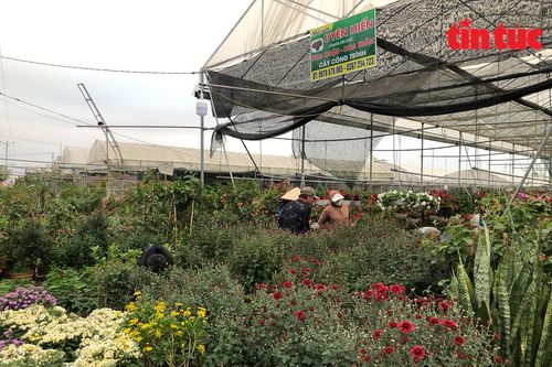 Làng hoa Xuân Quan nhộn nhịp vào vụ Tết