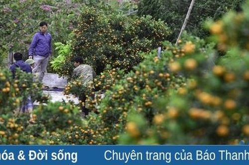 Người dân xứ Thanh tất bật thu hoạch cây cảnh