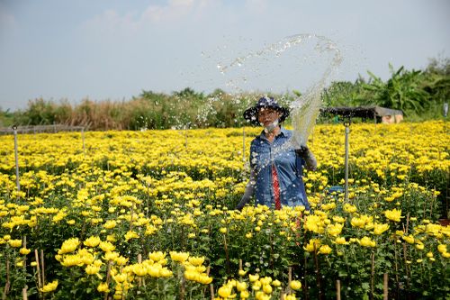 Rực rỡ sắc màu hoa Tết ở vùng ngoại ô TP. Hồ Chí Minh