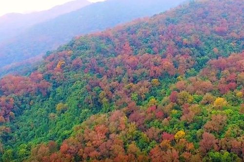Về Hải Dương khám phá rừng phong khi những tán lá chuyển màu