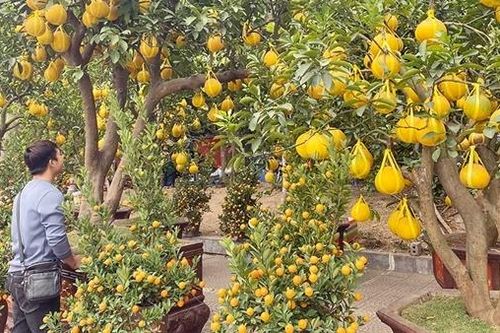 Người dân 'thắt hầu bao' khi mua hoa, cây cảnh ngày cận Tết