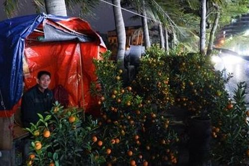 Tiểu thương đốt lửa thức đêm trông đào, quất Tết