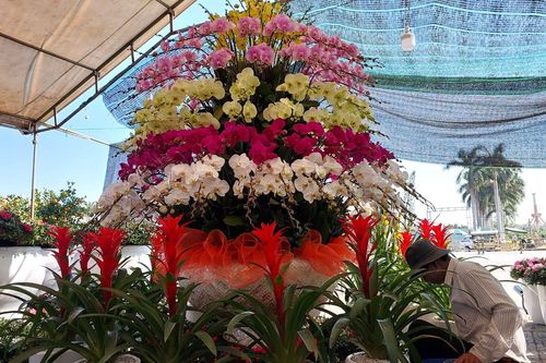 Chiêm ngưỡng cây mai trăm tuổi tiền tỷ ở chợ hoa xuân Đà Nẵng