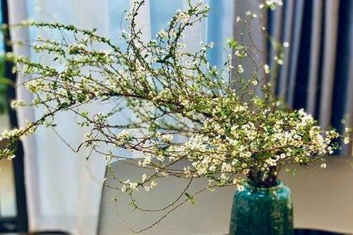 Loài hoa 'ngủ đông' cứ đến Tết là 'cháy hàng', giá bao nhiêu cũng được chị em lùng mua