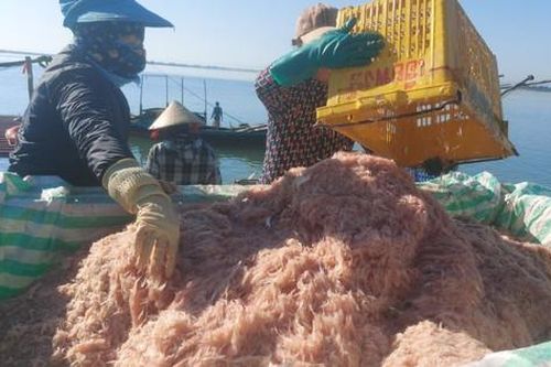 Ra biển vớt 'lộc trời' ngày giáp Tết, ngư dân Hà Tĩnh thu tiền triệu mỗi ngày