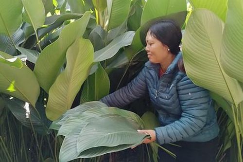 Làng 'hái lá đếm tiền' những ngày cuối năm