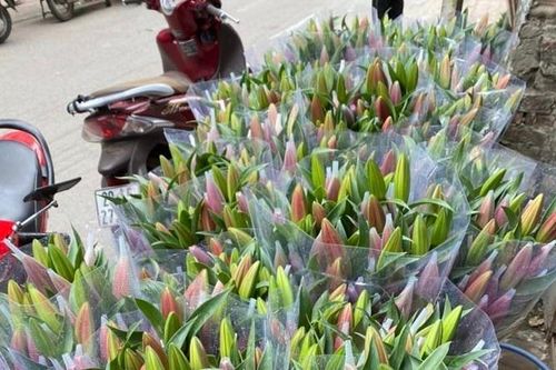 Hoa ly Tết tăng giá từng ngày