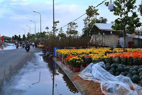 Cà Mau: Mưa bất thường khiến người kinh doanh hoa kiểng lo lắng