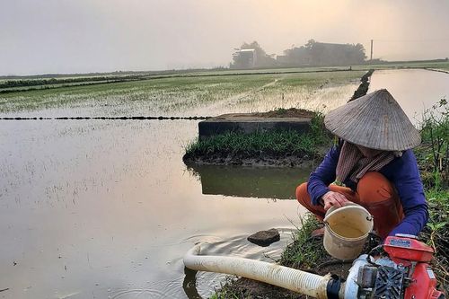 Nông dân vùng lũ cấp tập sản xuất lại vụ mùa