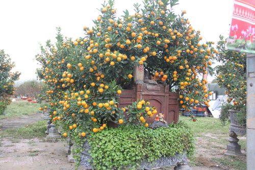 Quất 'khủng' ở Hà Tĩnh có giá gần trăm triệu đồng