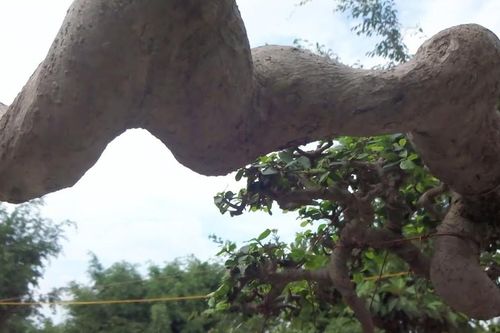 Những cây cảnh độc, lạ chào Xuân Quý Mão 2023