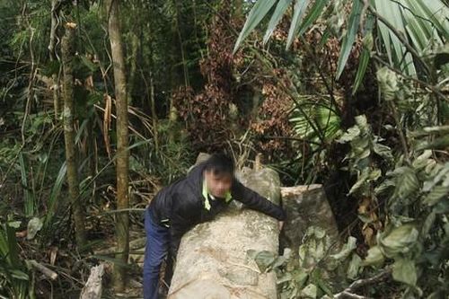 'Chảy máu' rừng Tây Yên Tử