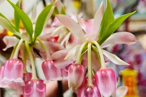 Những cành đào mới lạ đang 'sốt' chợ Tết