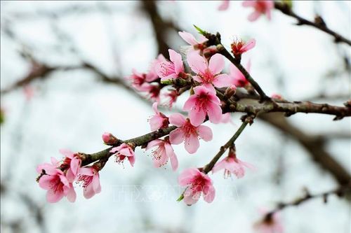Niềm vui của những người con được trở về quê hương đón Tết