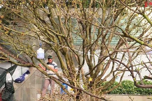 Gốc mai cổ thụ bán Tết kêu giá 600 triệu đồng