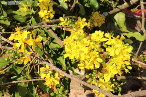 Mai rừng ùn ùn xuống phố, hút khách hỏi mua chơi Tết