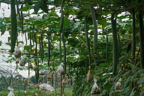 'Đeo tạ' để nắn mướp, bán được giá hơn hẳn