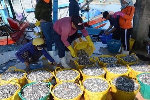 Quảng Ngãi: Ngư dân trúng đậm cá cơm dịp cuối năm