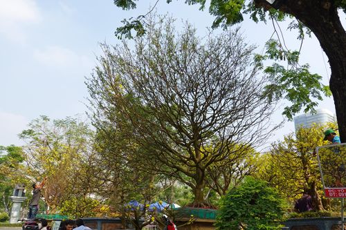 Cây 'lão' mai giá 4 tỷ, chậu tùng ta trăm triệu đồng ở chợ hoa xuân