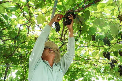 Đặc sản nho cảnh Ninh Thuận 'cháy hàng' ngày Tết