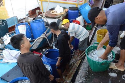 Ngư dân hốt bạc vì trúng đậm cá cơm ngày giáp Tết