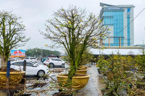 Ngắm những cây mai giá trăm triệu tại chợ hoa Xuân Đà Nẵng