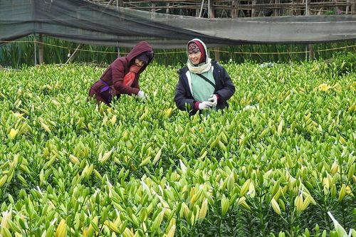 Làng hoa lớn nhất Hạ Long vào vụ Tết