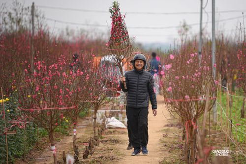 Làng đào Nhật Tân nhộn nhịp những ngày cận Tết