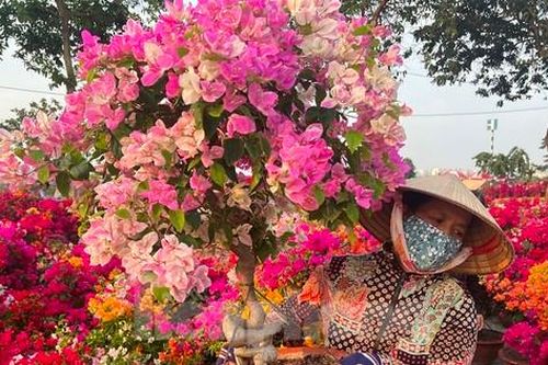 Nhộn nhịp chợ hoa Tết 'giá hạt dẻ' ở TPHCM