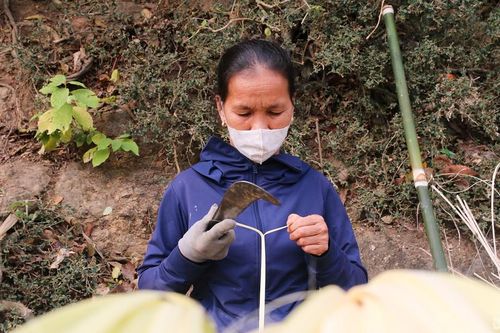 Kiếm nửa triệu mỗi ngày từ chẻ lạt buộc bánh chưng