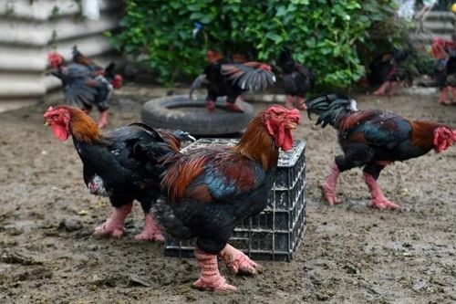Hãng thông tấn Pháp thực hiện phóng sự về gà Đông Tảo