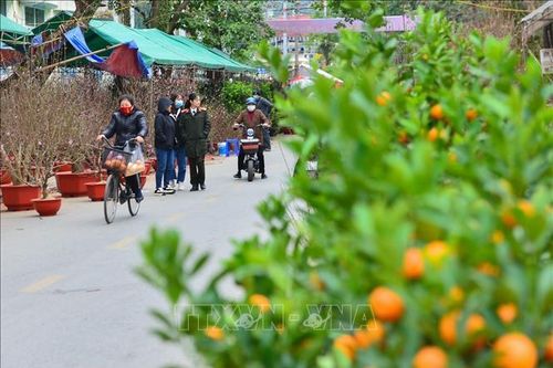 Rộn ràng chợ hoa Tết Hà Giang